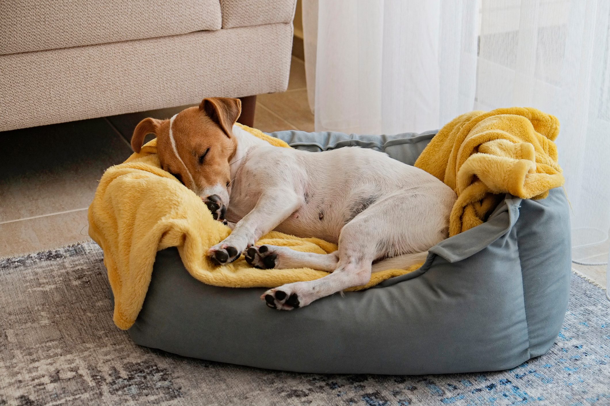 Beautiful purebred jack russell terrier.