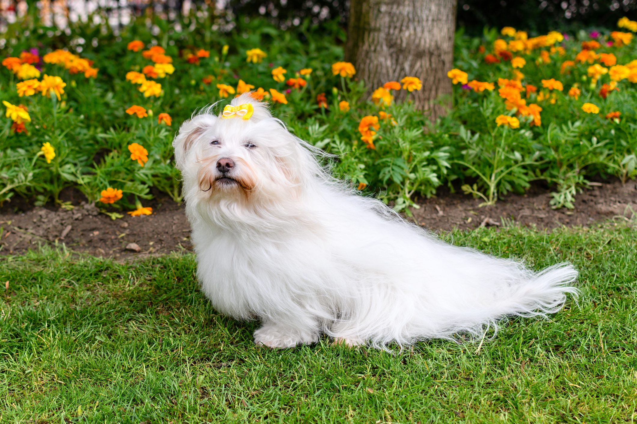 Coton de Tuler,Portrait of havanese sitting on field