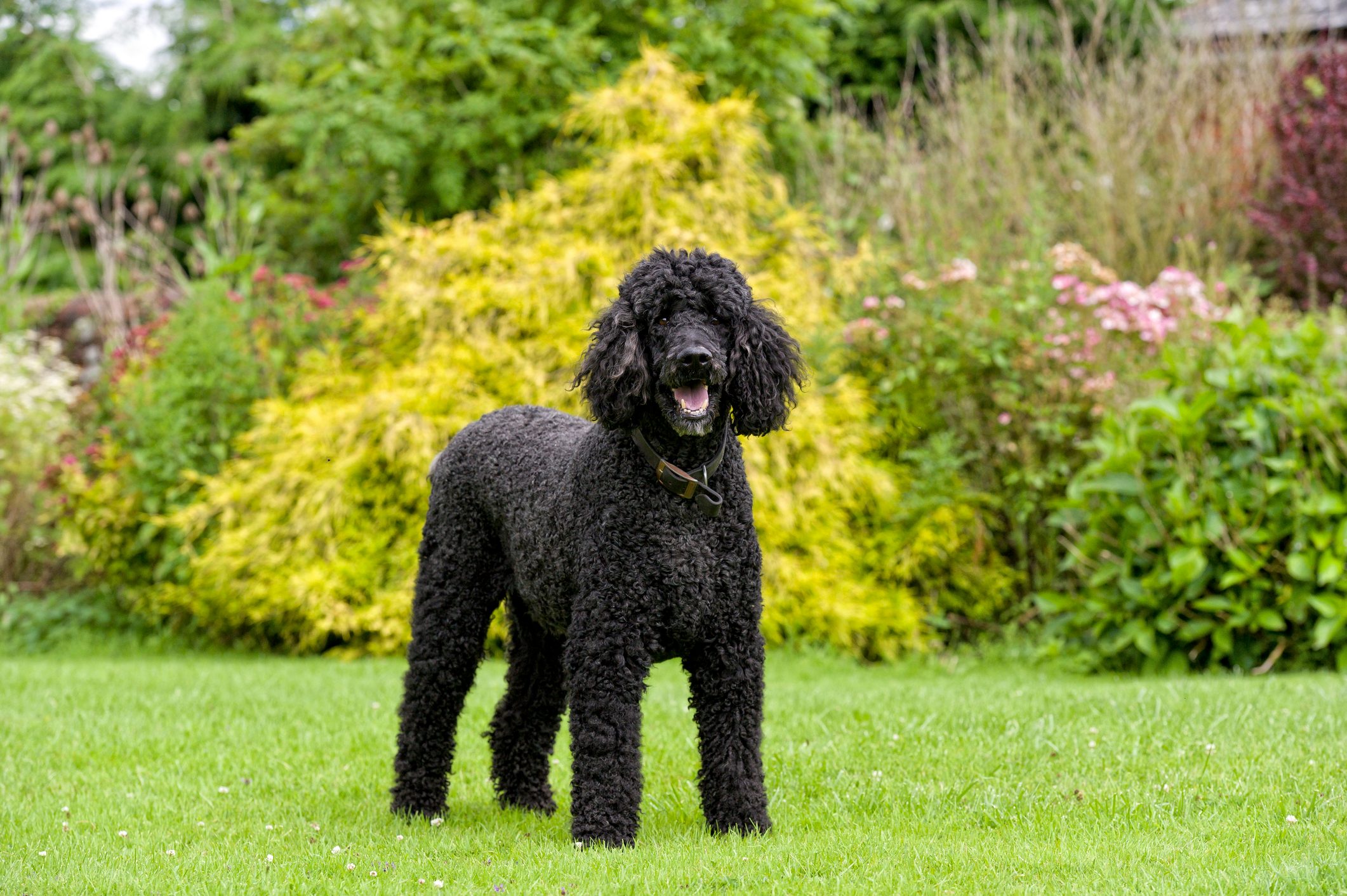 The Stately House Dog