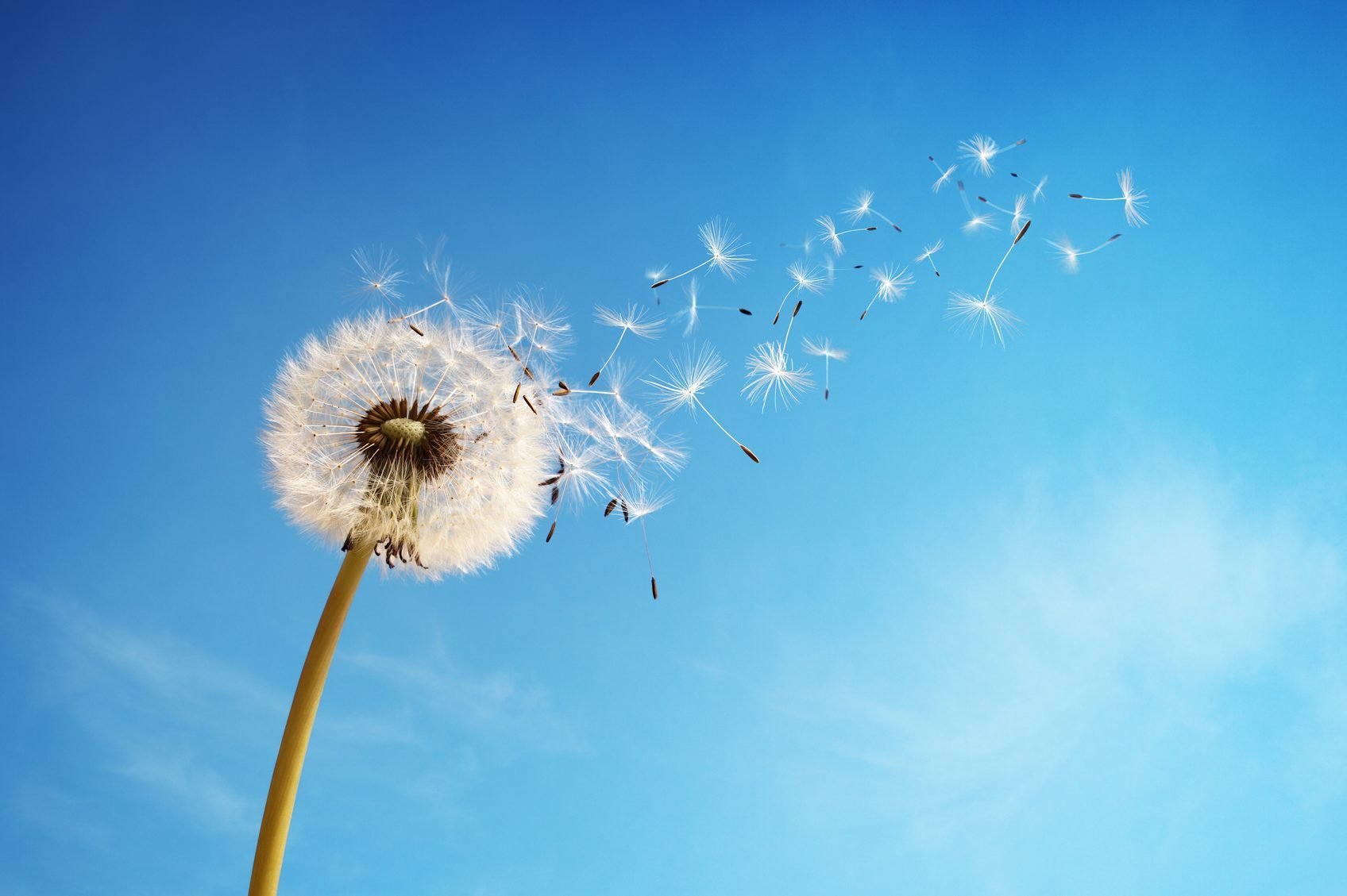 Dandelion clock dispersing seed