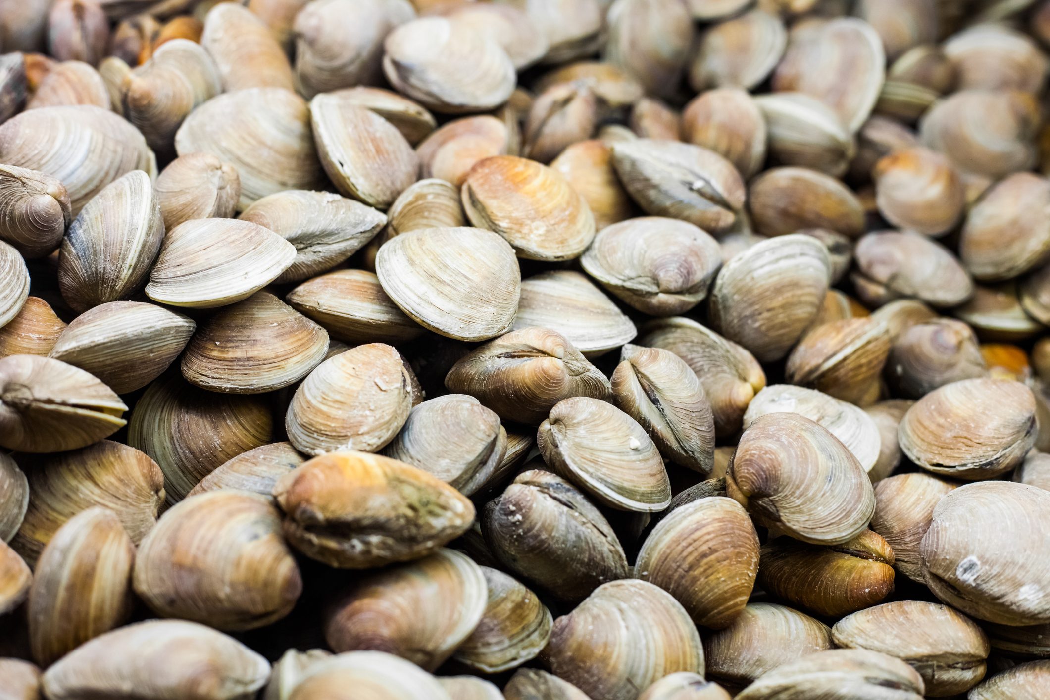 Clams in the Fish Counter of a Restaurant