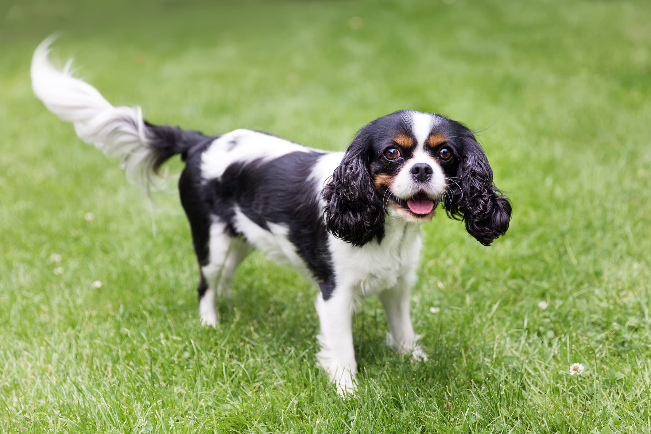 portrait of a dog