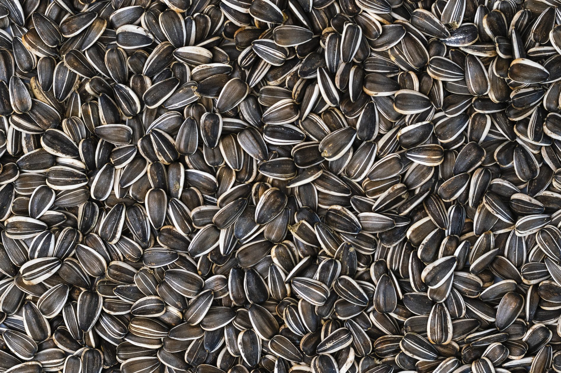 Black sunflower seeds