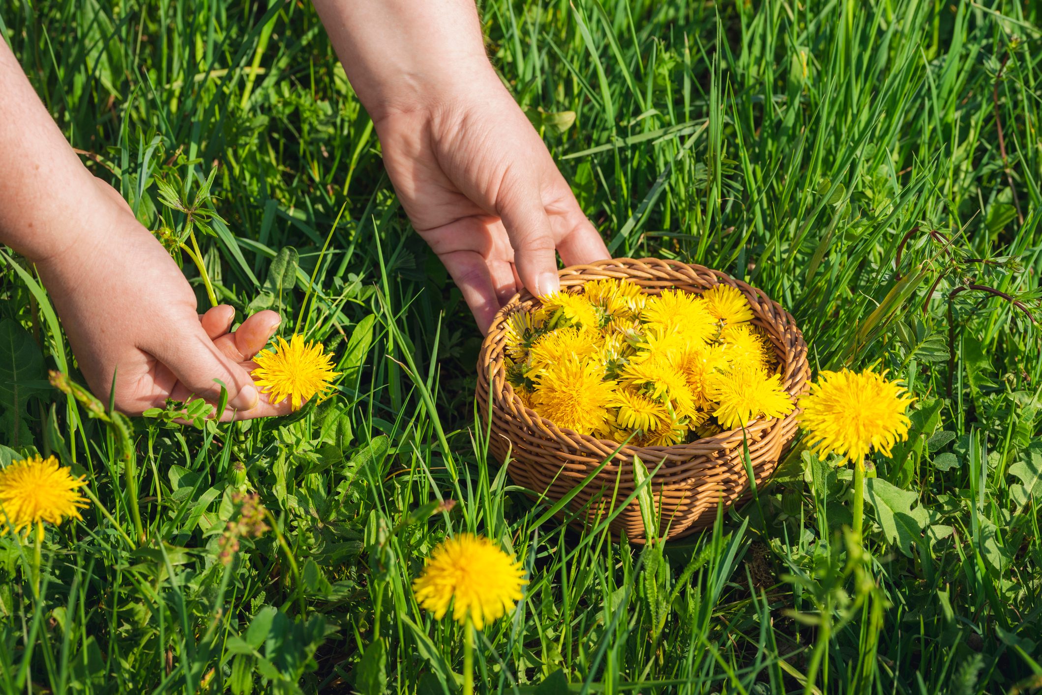 Woman hands harvesting dandelion flowers for dandelion flower tea