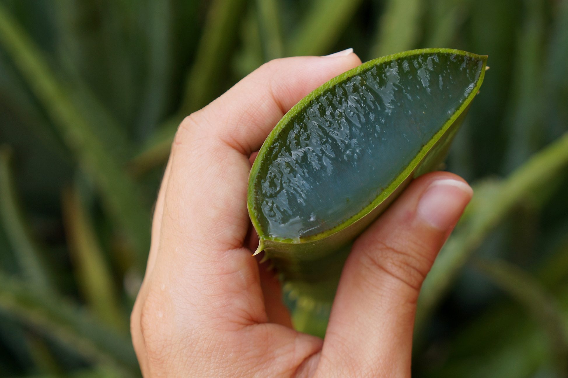 Aloe Vera plant. Babosa plant.