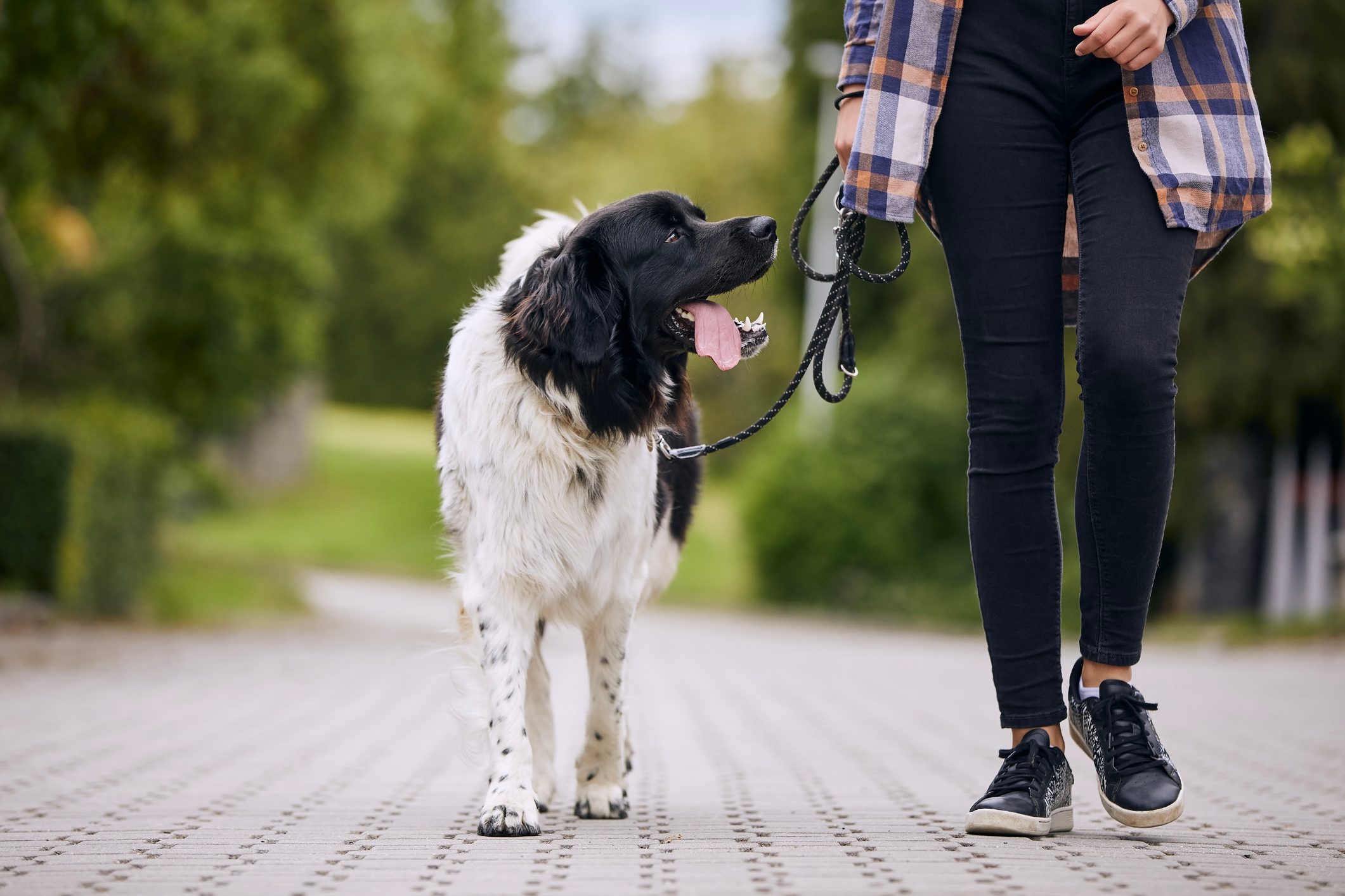 Happy and well trained dog walking on a leash with his owner safely and calmly to avoid injury