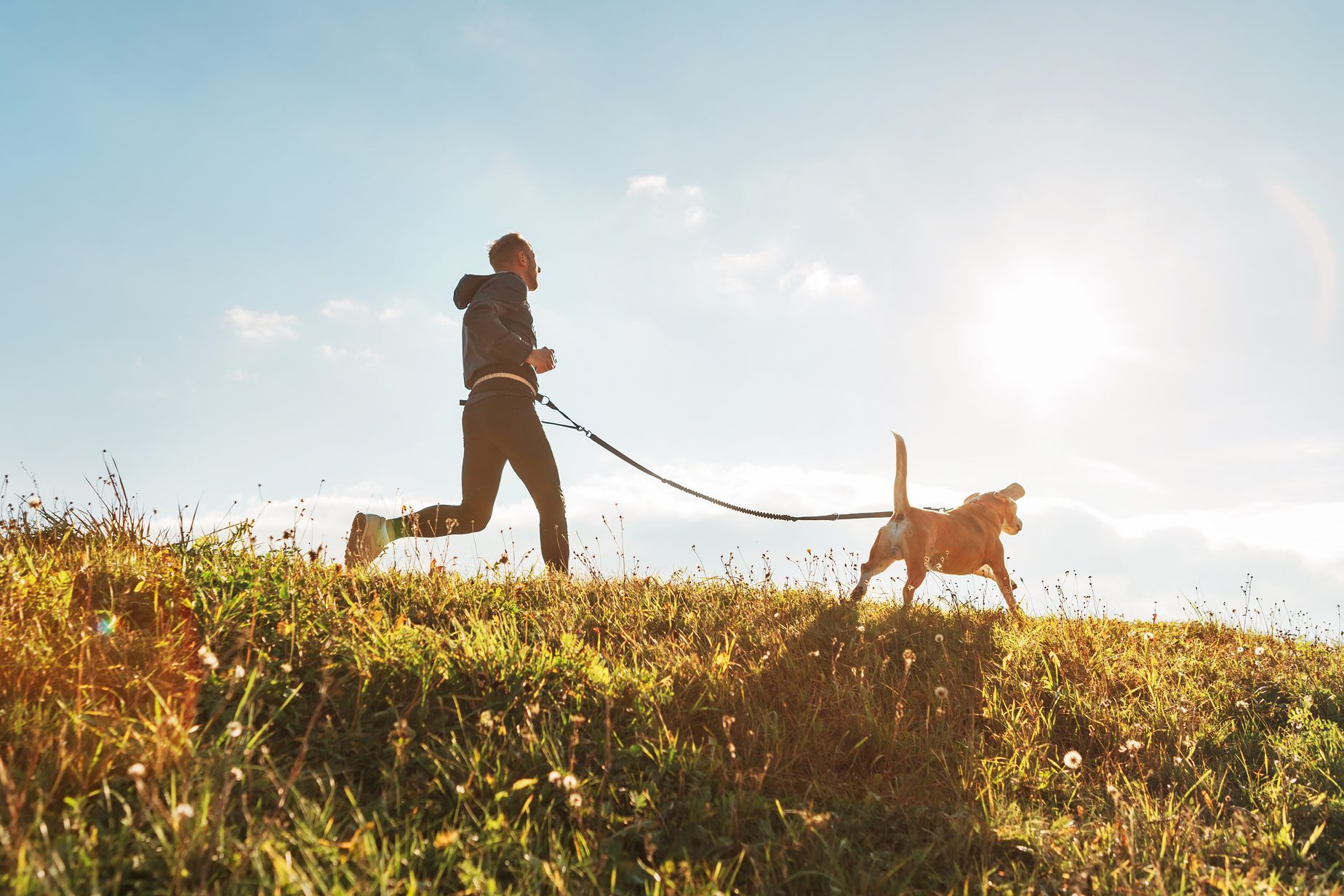 Canicross exercises. Man runs with his beagle dog at sunny morning