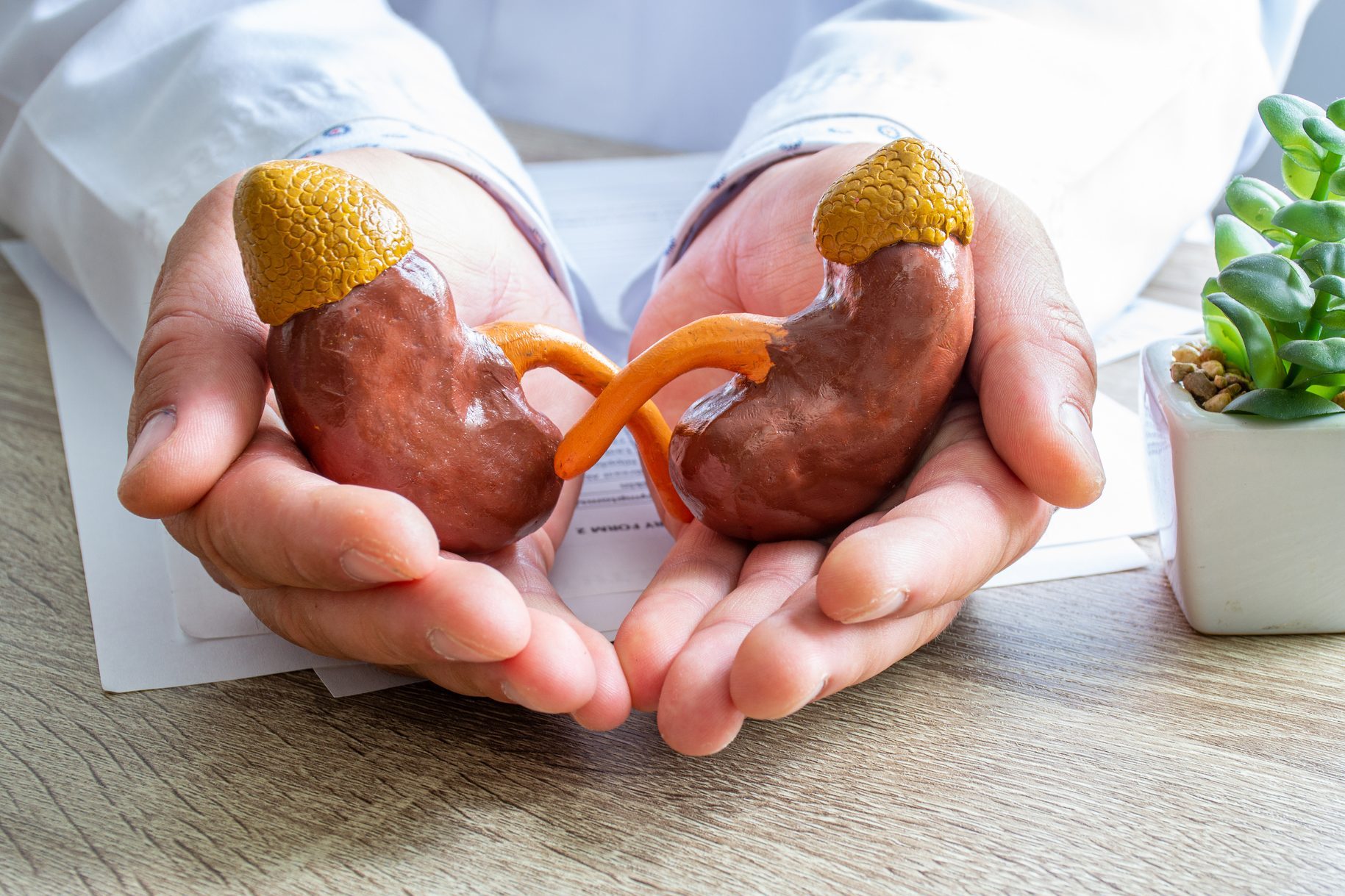 Protection, treatment, prevention and patronage health in nephrology in kidneys health against diseases, pathologies concept photo. Doctor surrounded kidneys anatomical models with hands on desk