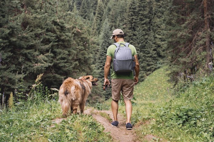 Man with a dog walking through a beautiful pine forest.