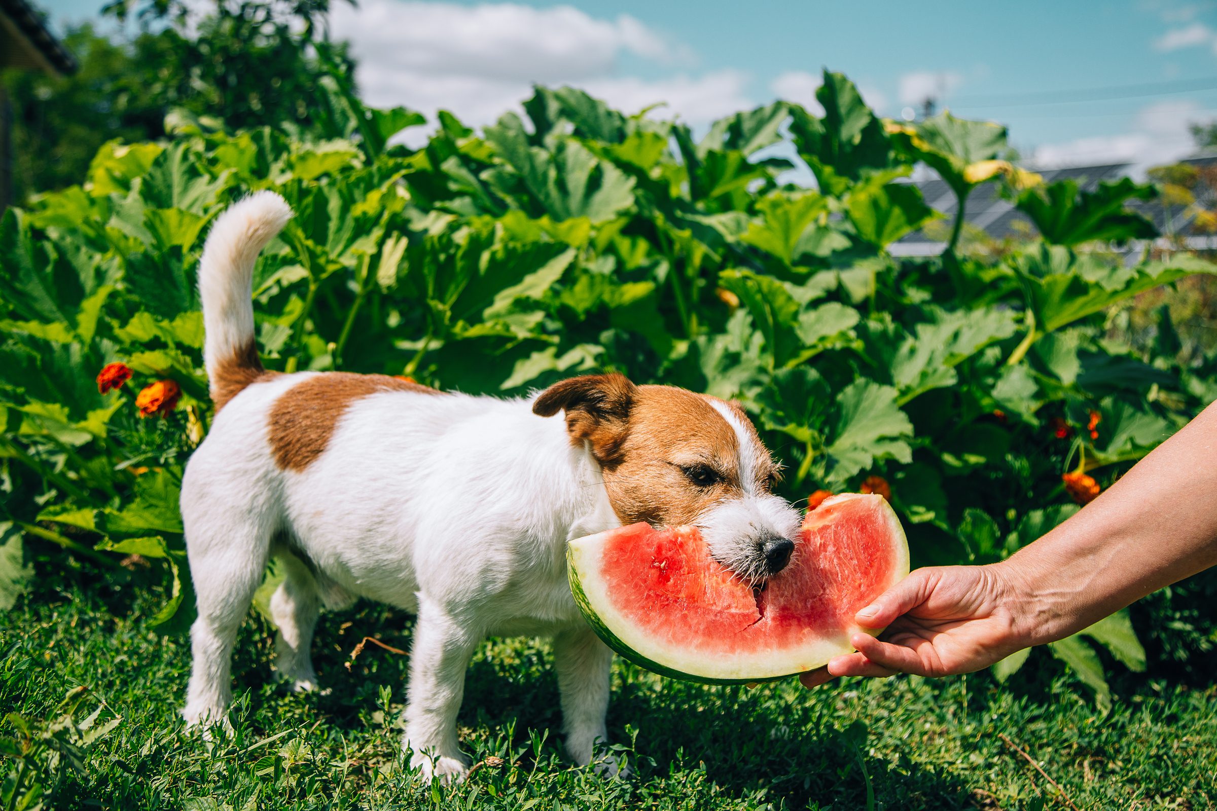 Can Dogs Eat Watermelon? Here’s the Juicy Verdict, from Veterinarians