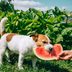 Can Dogs Eat Watermelon? Here's the Juicy Verdict, from Veterinarians