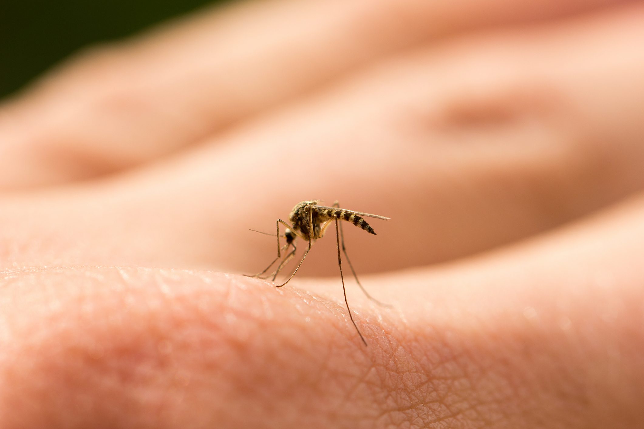 mosquito on a hand