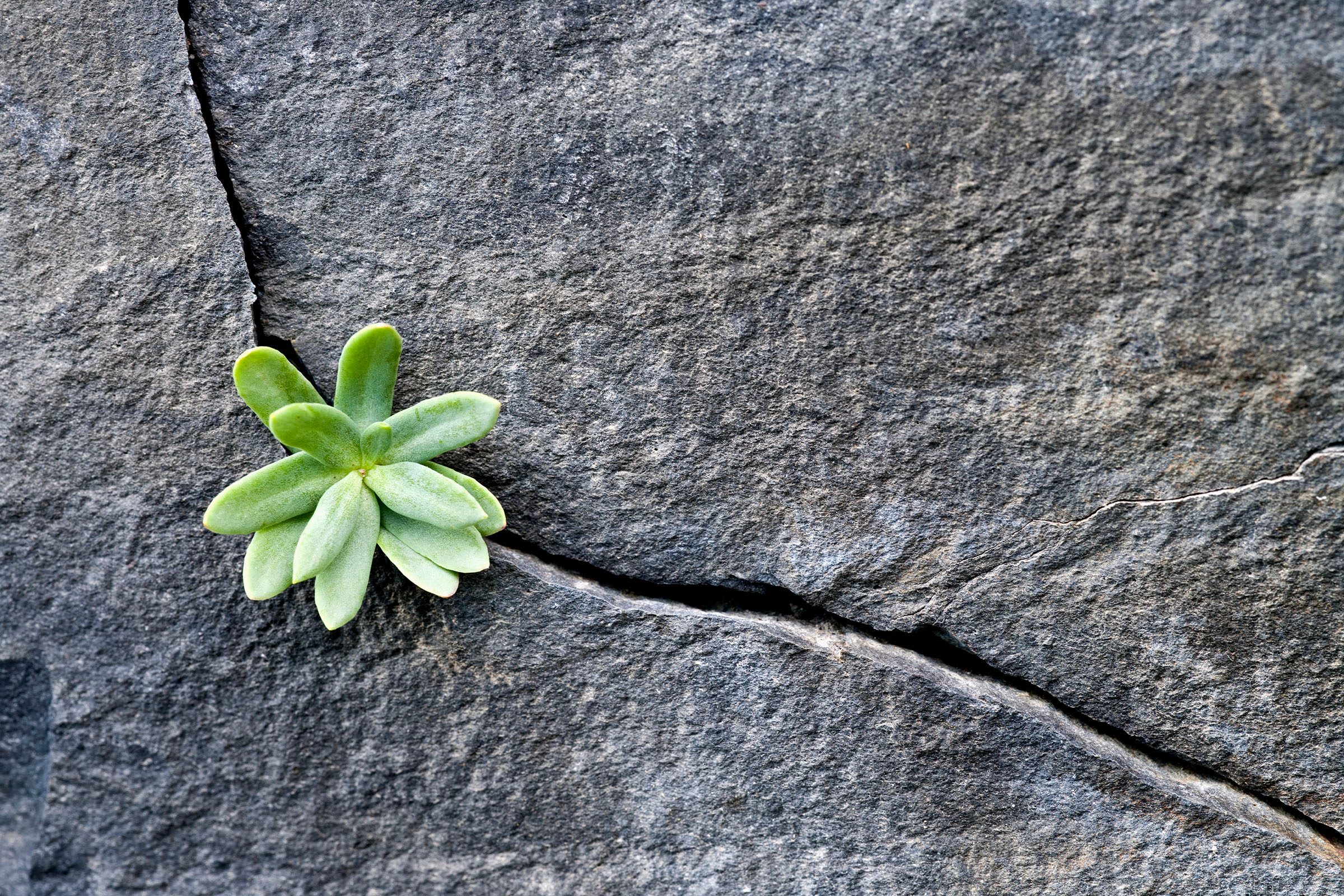 Plant Growing in Cracked Boulder