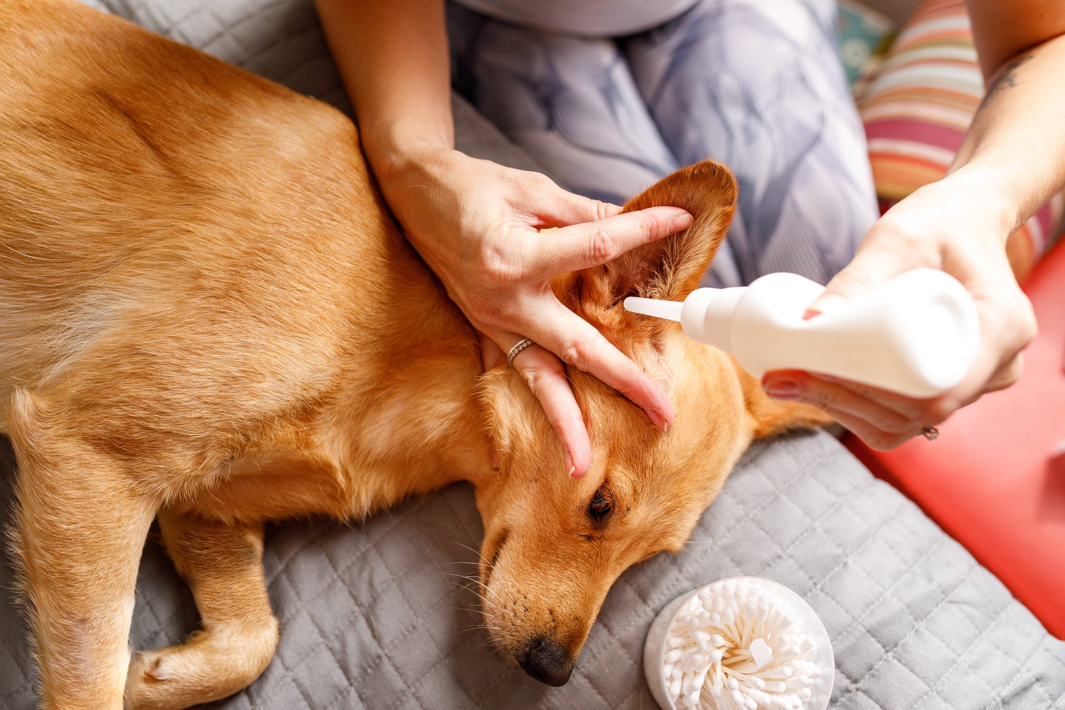 Woman cleaning ear of the dog