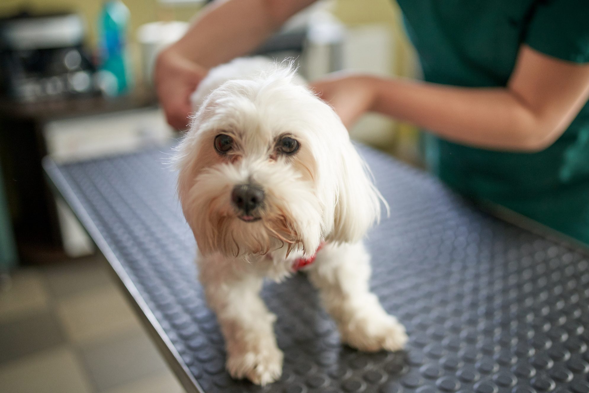 Veterinarian doctor giving vaccine to little maltese dog.