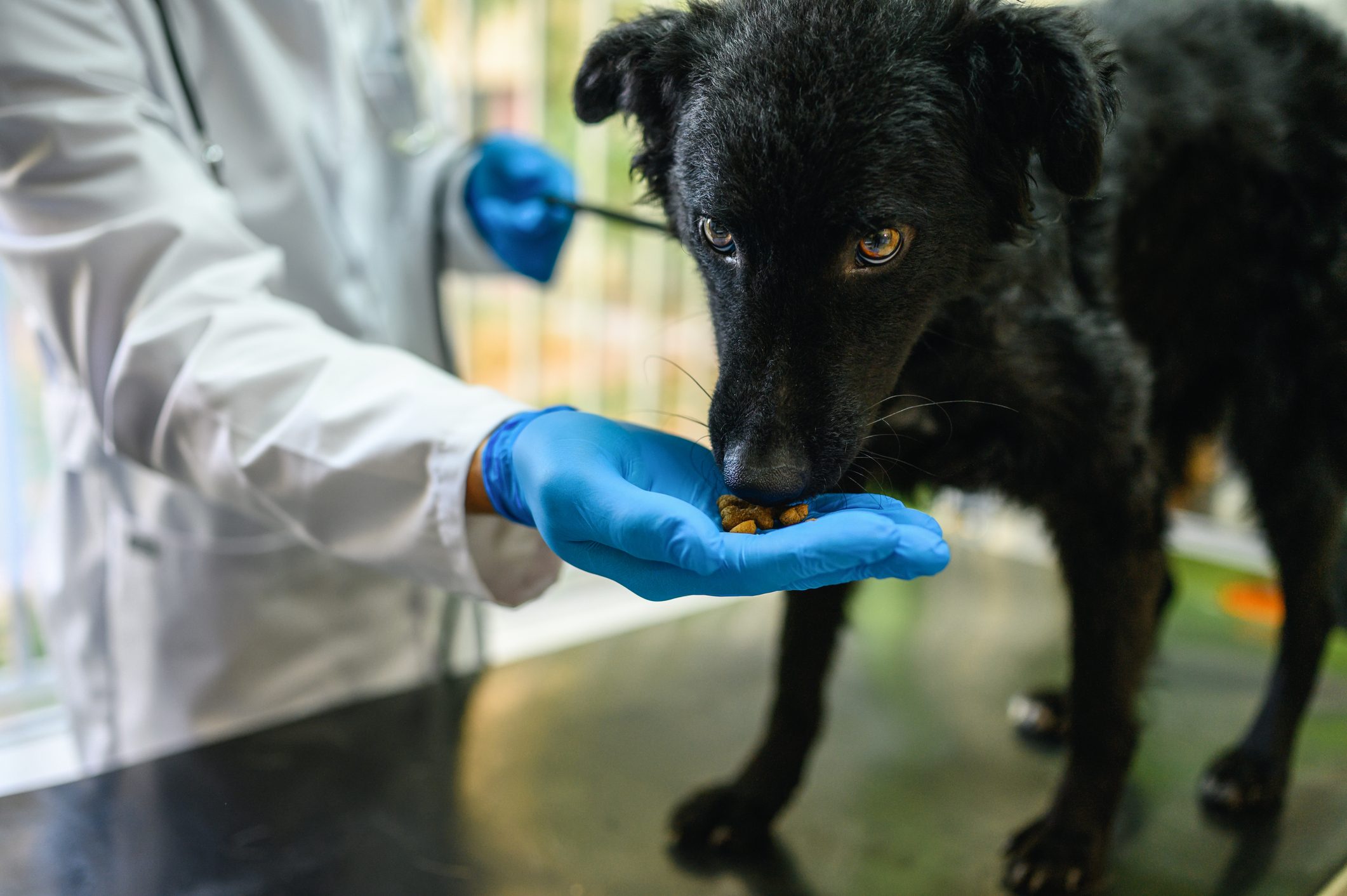 Giving treat to a dog