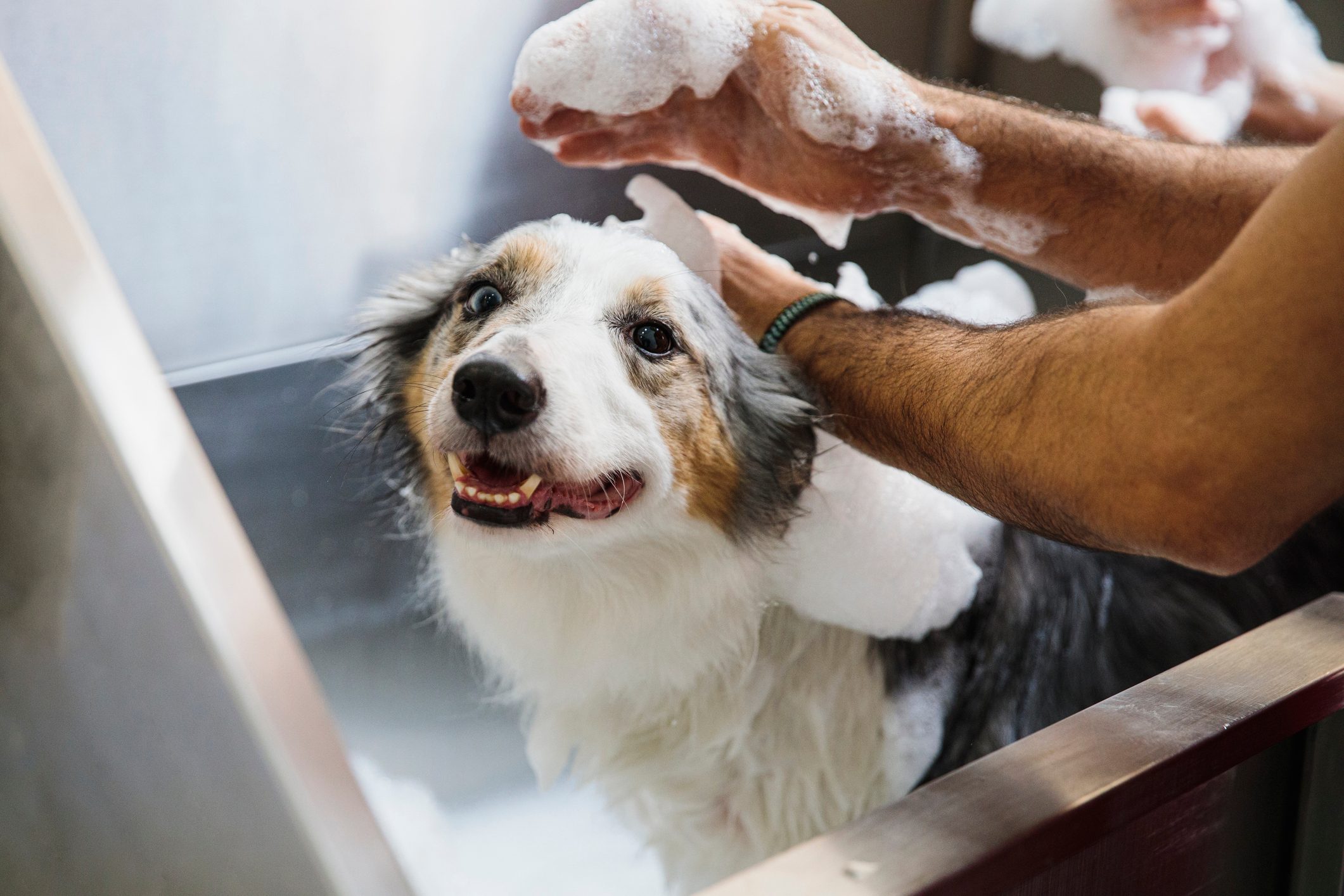 border collie at dog groomer