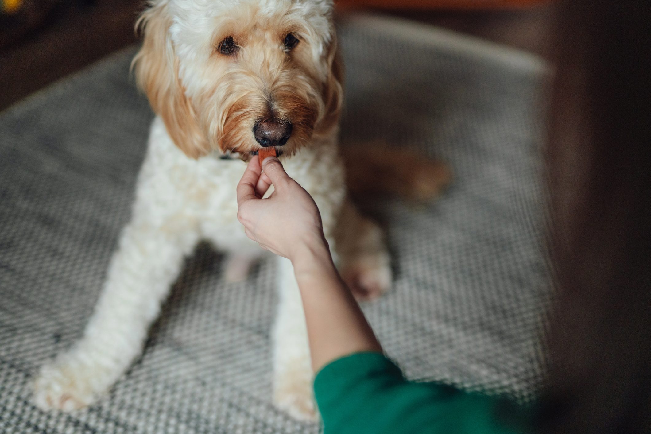 Over the shoulder view of young woman feeding medicine to her dog