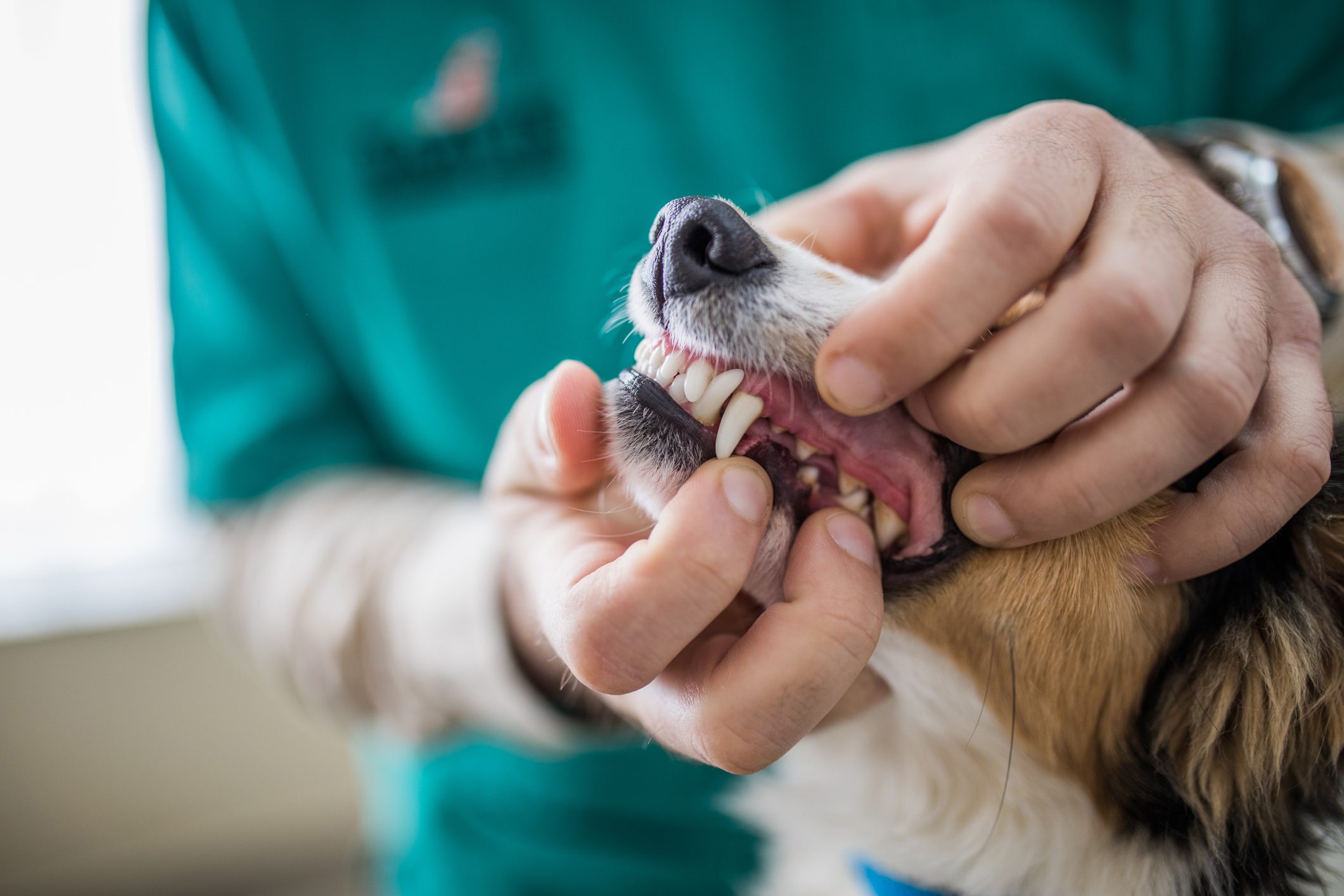 Close up of examining dog's dental health at vet's office.