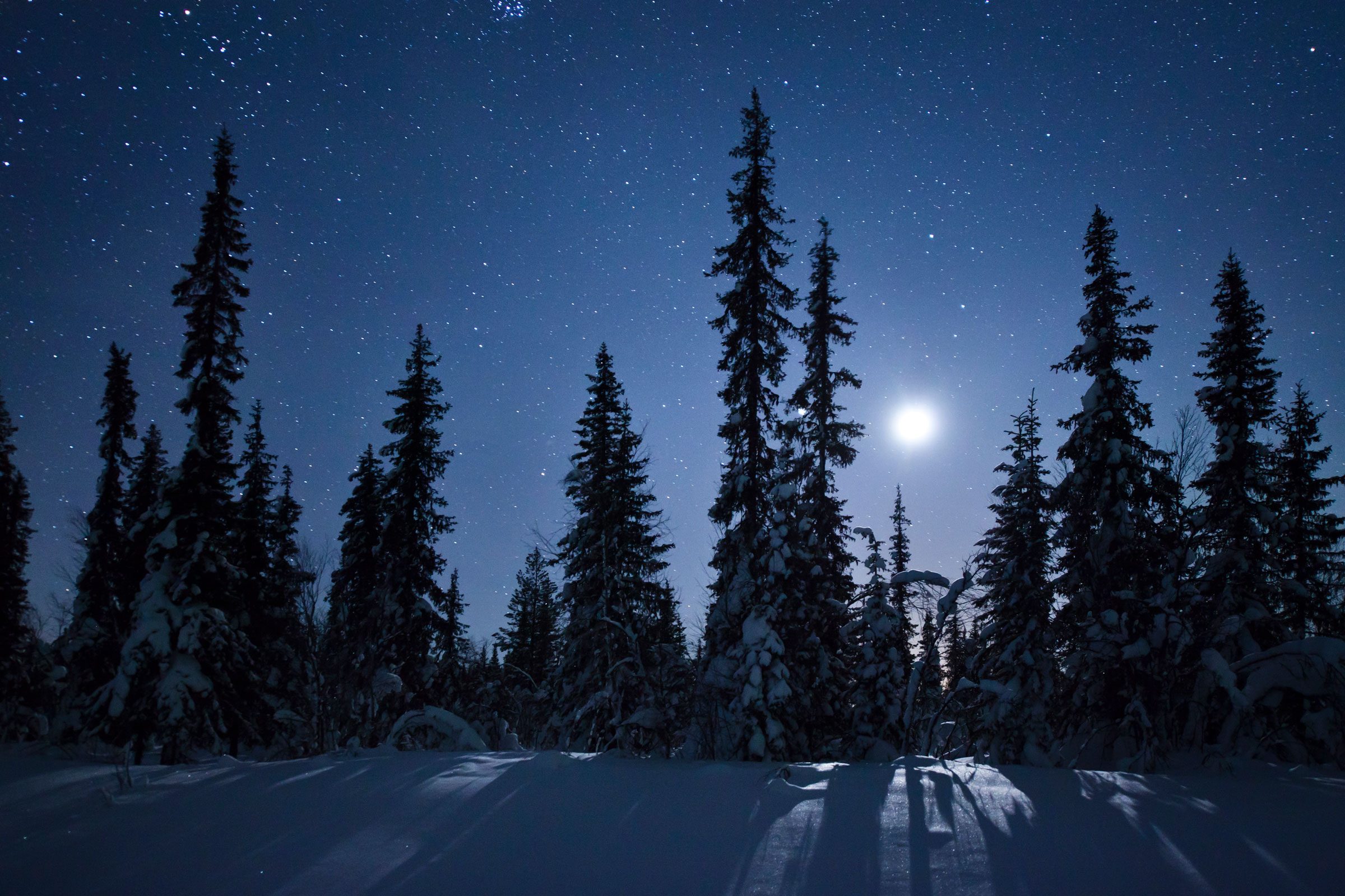 winter night with pine trees