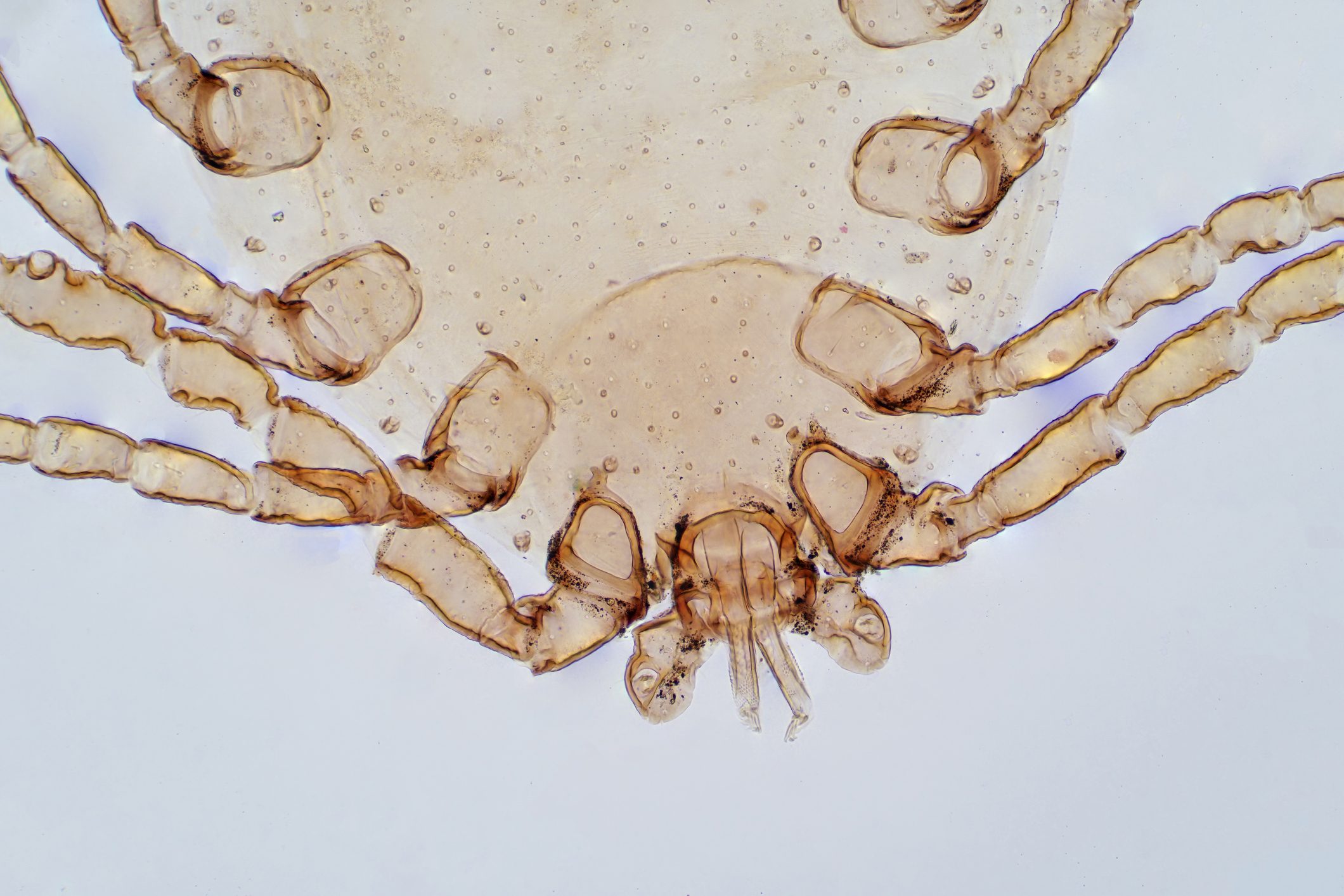 Dust Mite under the light microscope view.