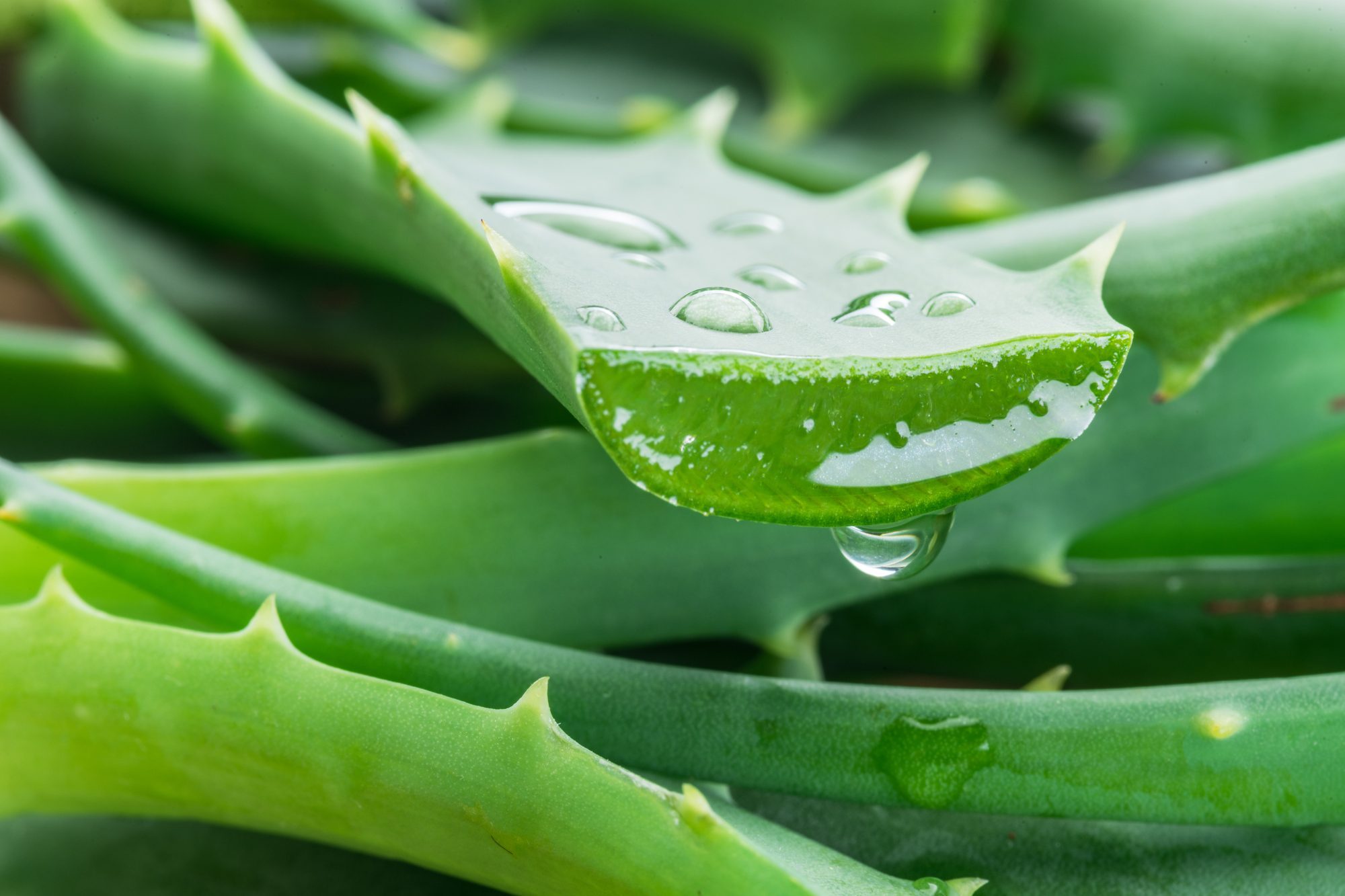 Aloe or Aloe vera fresh leaves and slices on white background.