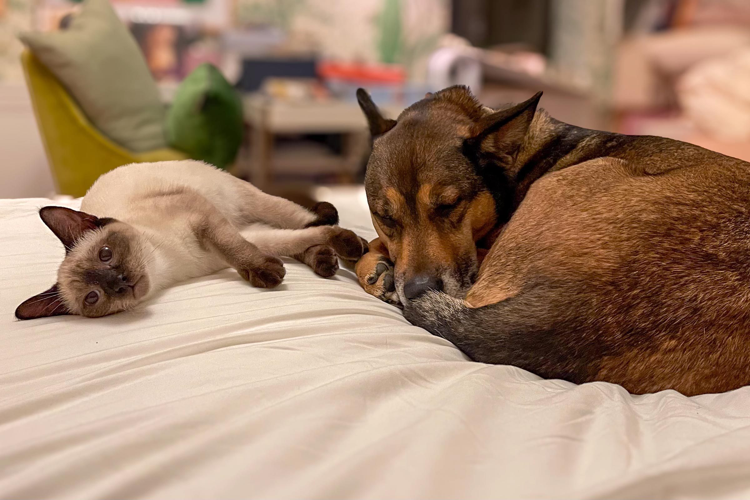 Mariska Hargitay's cat and dog, Karma And Kaia