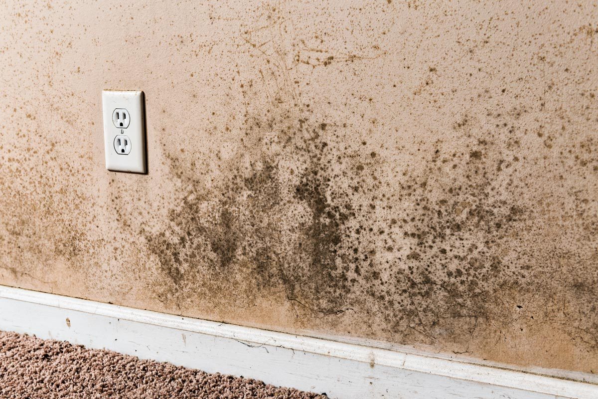 Warning Signs Of Mold Toxicity