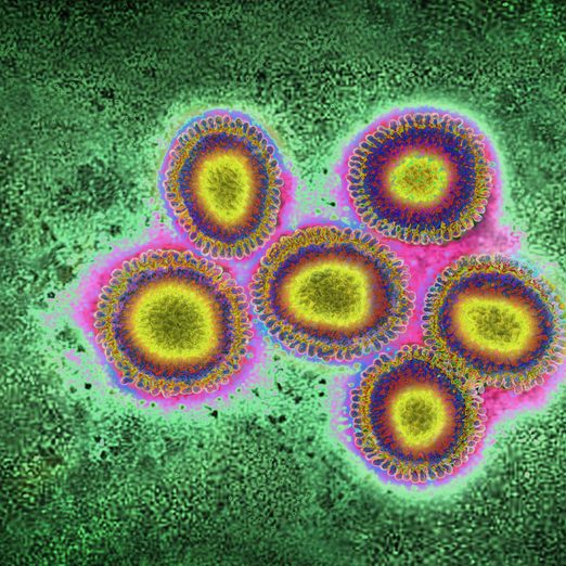 Influenza Virus