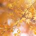 Why Do We Love Fall So Much? There Are 5 Scientific Reasons, Says a Cleveland Clinic Expert